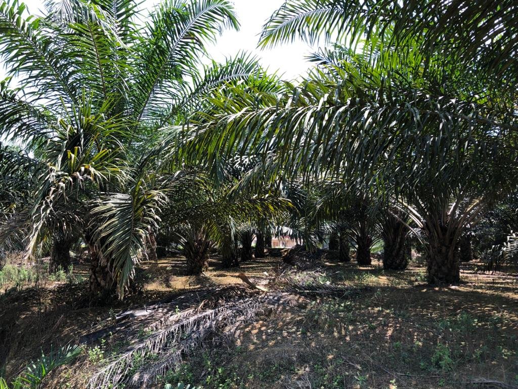 Agricultural Land For Sale Fronting Highway For Sale Rm220 000 000 By Khloe F Edgeprop My