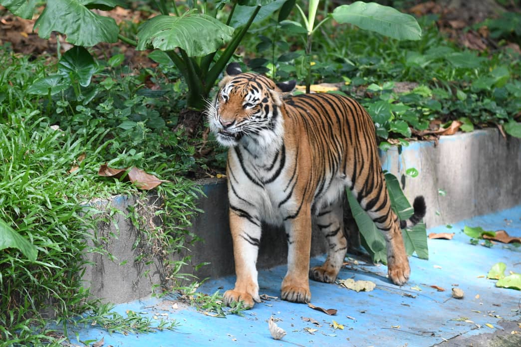 Gambar Binatang Di Zoo Negara – pulp