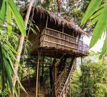 Rainforest Tree House: Living it up with nature