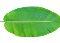 banleaf.jpg