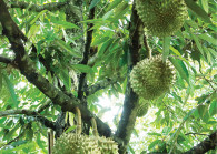 durian_1.jpg