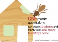 termites1.jpg The Edge