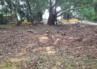 treeskenacutatttditamanrimba_ttdira.jpg By Taman Tun Dr Ismail Residents’ Association for The Edge
