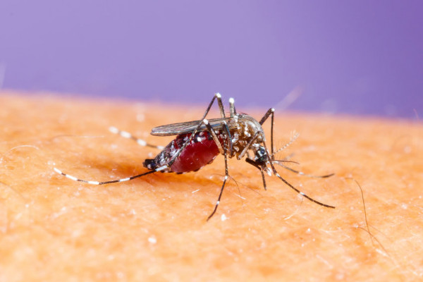 USJ, Subang Jaya see rise in dengue cases | EdgeProp.my