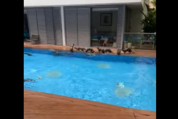 An Otterly Swim In A Singapore Condominium Edgeprop My